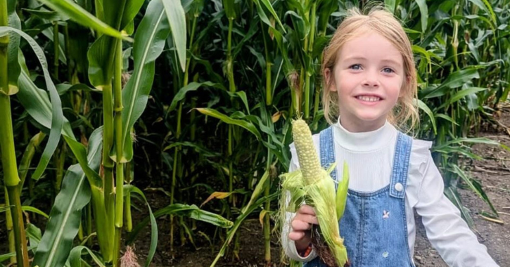 Little girl holding piece of corn inside the Maize Maze at Adventure Valley.